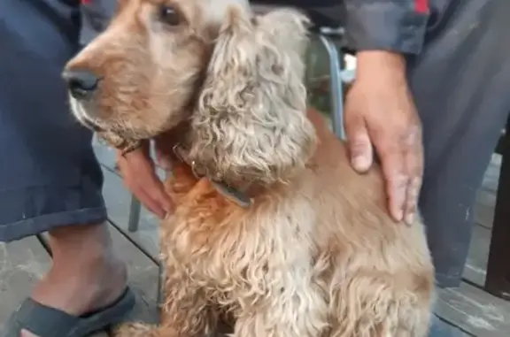 Найдена умная собака в поселке Чернушка, Йошкар-Ола