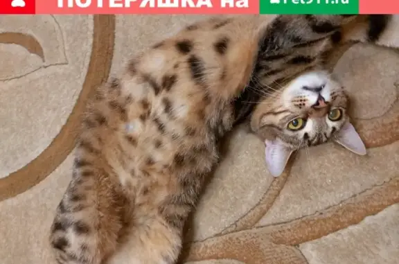 Пропала кошка Симба в Одинцовском городском округе