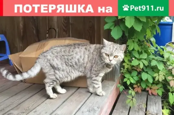 Найдена британская кошка в СНТ Дорожник, ЛО