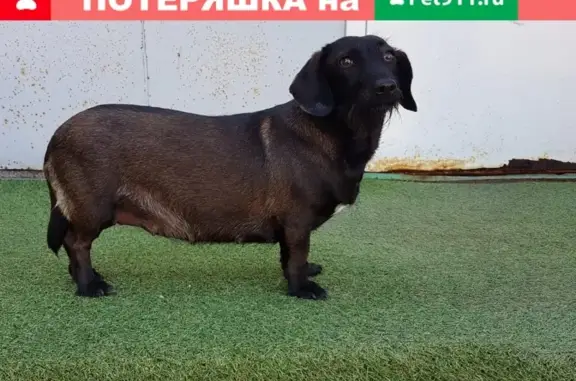 Найдена собака без ошейника на ул. Введенского, 1с21 (м. Калужская)