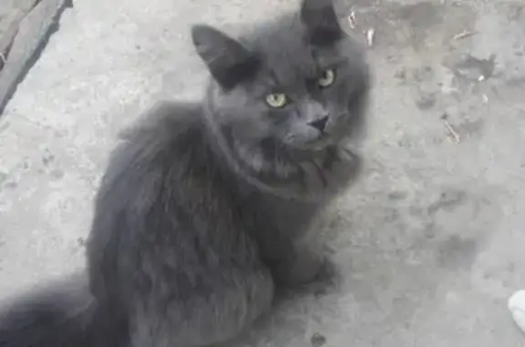 Найдена кошка на ул. Молодёжная, 28