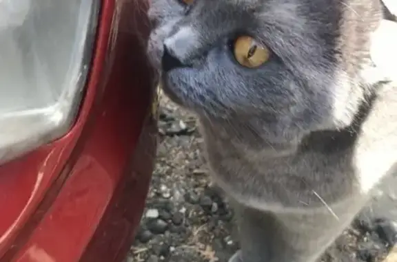 Найдена кошка на ул. Ново-Ямская, Владимир