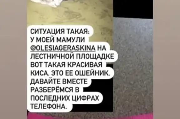 Серый кот найден в Железнодорожном районе, Хабаровск