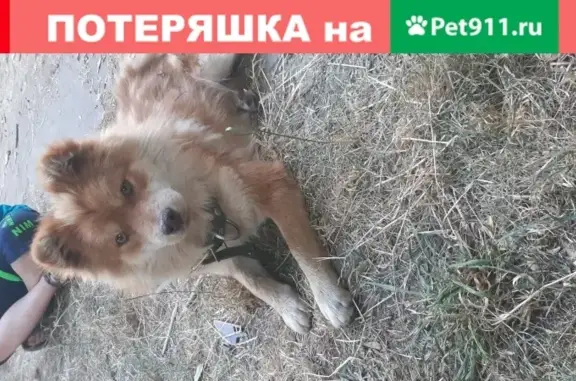 Собака на ул. Ленина, Ставрополь