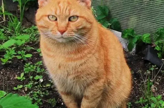Кошки потеряшки, Санкт-Петербург, фото: Потеряшка кошка в садоводстве 