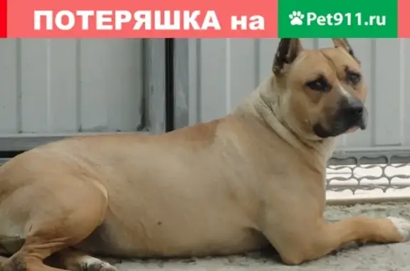 Пропала собака Амстаф в Республике Адыгея