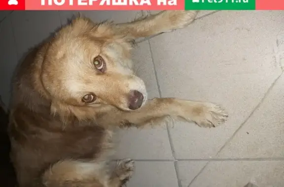 Собака найдена на Дубравной 28 в Казани