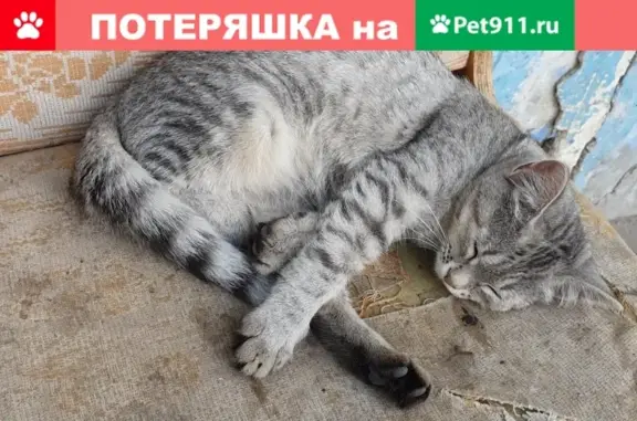 Найден котенок-подросток на ул. Бородина 7