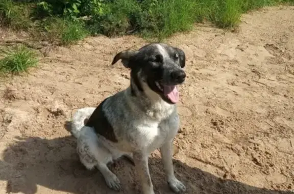 Найдена молодая собака в селе Устье