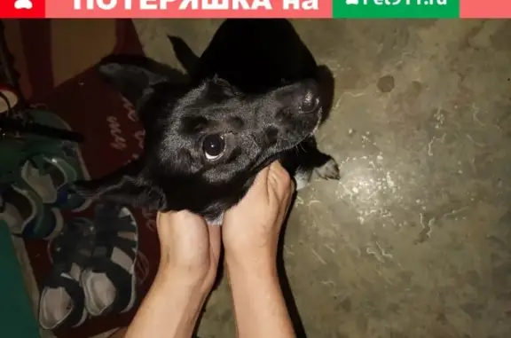 Собака найдена на ул. Смирнова 13, Нижний Новгород