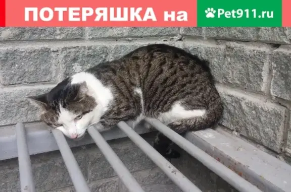 Найдена серо-полосатая кошка на пр. Дзержинского, 17