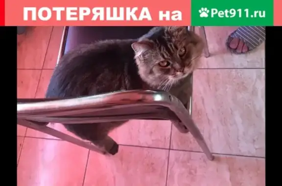 Пропала кошка на ул. Серпуховской, без хвоста, с проблемами ЖКТ. Телефоны для связи: +89118605860, +79521182870.