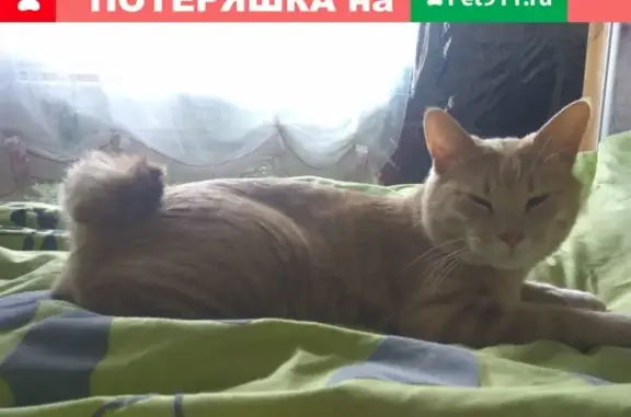 Пропал кот Тайсон в Наро-Фоминске, СНТ Околица