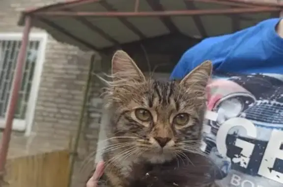 Объявления о пропавших и найденных животных, Нижний Новгород, фото: Пропала кошка Котёнок на улице Металлистов 3