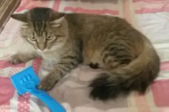 Найден полосатый кот на улице Бажова, 9