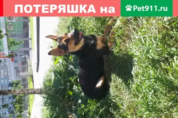 Найдена домашняя собака в Мытищах, ул. Сукромка 22.