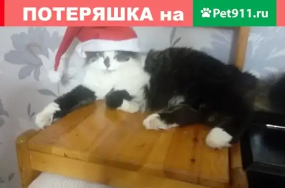 Пропала кошка в Петрозаводске, бело-серого окраса, приметы на носу и лапках, последний раз видели возле детского сада №99.