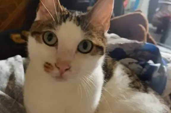 Кошки потеряшки, Владивосток, фото: Потеряшка кошка Сеня, адрес: Владивосток, проспект Красного Знамени.