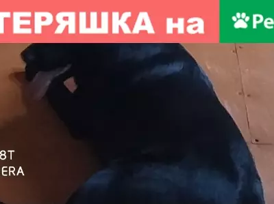 Пропала собака Вайт в Бугульме на Воровского