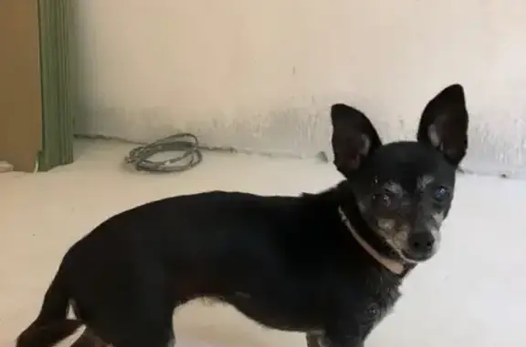 Найдена собака на Тургенева 125 в Краснодаре