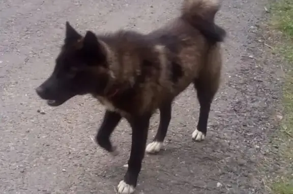 Пропала собака в Бронницах, помогите найти!
