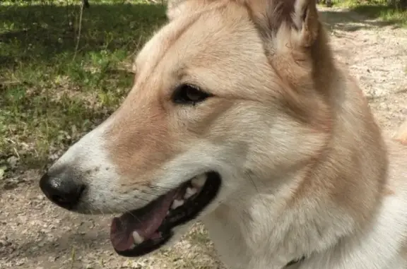 Пропала собака лайка на Новорижском шоссе, вознаграждение 30 000 рублей