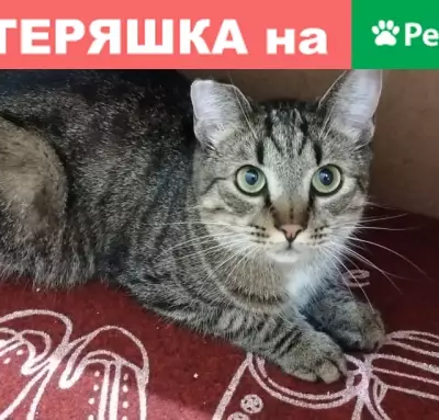 Пропал кот Тимоша, Москва, ул. Молостовых 15к2