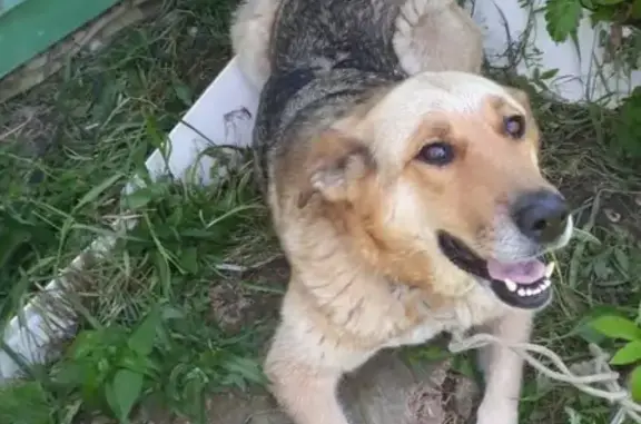 Пропала собака Бала, Подольский район, СНТ Стройиндустрия 48