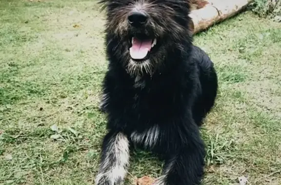 Найдена собака в СНТ Мелиоратор, возможно щенок