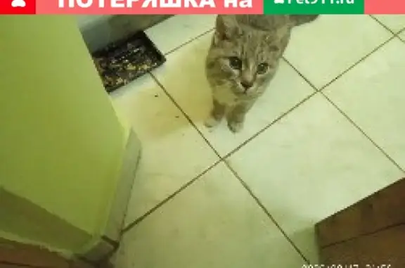 Найдена кошка в Москве, ищем хозяина!