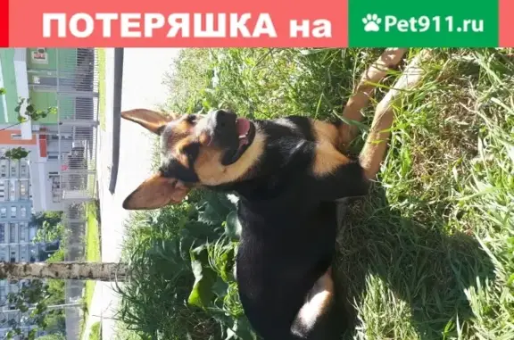 Потерянная собачка на ул. Сукромка, Мытищи