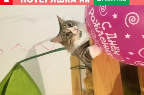 Пропала кошка Люся, ул. Калинина, 55, Подольск.