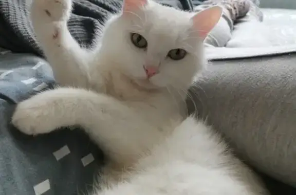 Кошки потеряшки, Санкт-Петербург, фото: Потеряшка кошка в Фрунзенском районе СПб