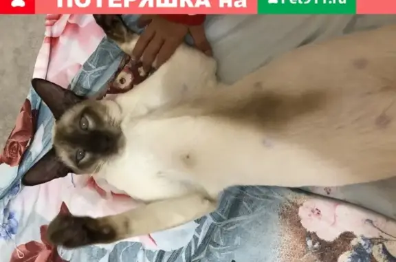 Пропала кошка Фил на Киевском шоссе