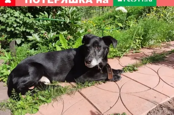 Найден черный пес в СНТ Гелиос-2, Красноярск