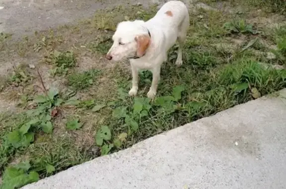 Найдена собака на ул. Птицефабрика, Петрозаводск