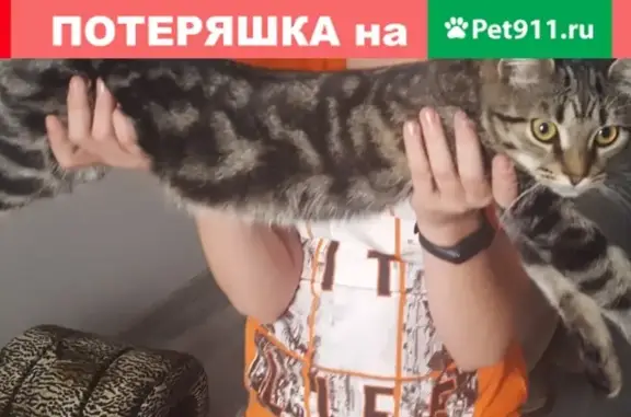 Пропала кошка с фиолетовым ошейником в СНТ Полярное (Калужская область)