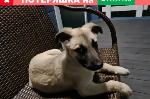 Найден щенок метиса овчарки в Северном Бутово, Москва