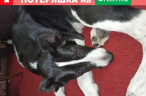 Собака найдена на ул. Северный Венец, 24 в Ульяновске