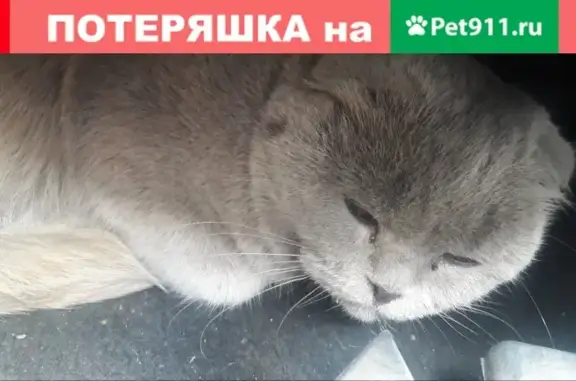 Ласковый взрослый котик найден в Люберцах