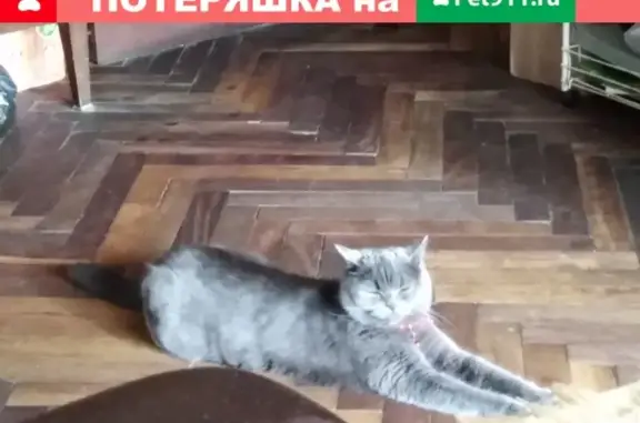 Кошки потеряшки, Санкт-Петербург, фото: Потеряшка кошка на улице Шелгунова, 27
