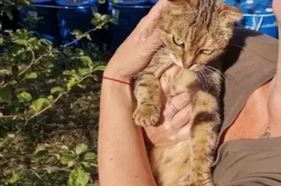 Найдена кошка Шотландская вислоухая на Перовской, Москва