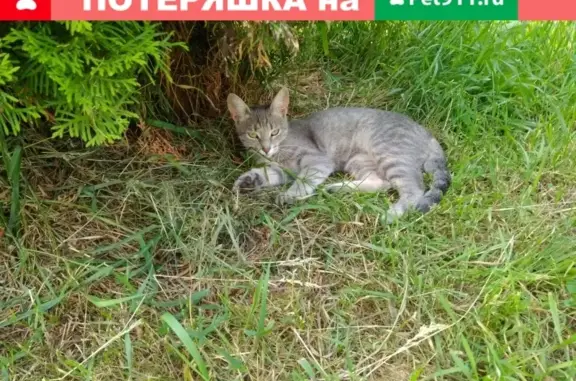 Пропала кошка в СНТ Крокус, Раменский городской округ
