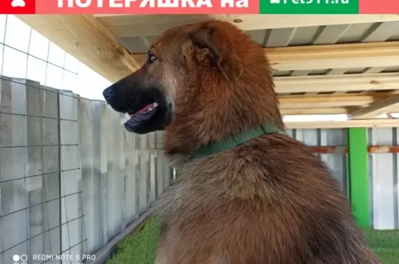 Пропала собака в ДНТ Васильково-2, г. Чехов, Московская область