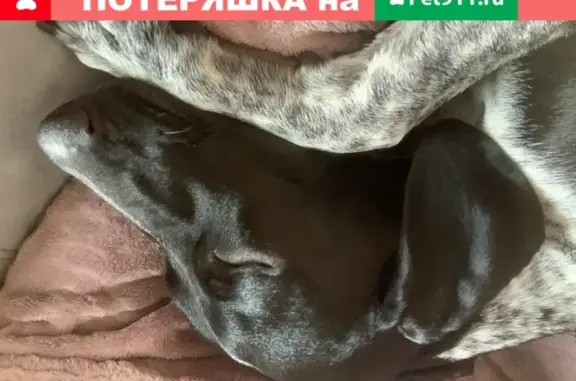 Найден щенок в ЖК Пехра, Балашиха