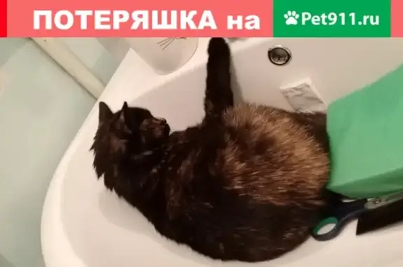 Пропала кошка Василиса на Коммунарском проспекте, Бийск