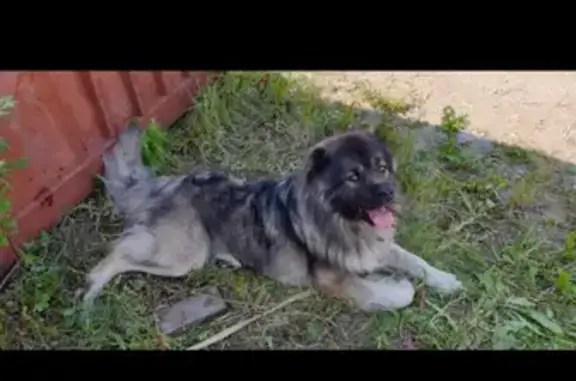 Пропала собака Вольт в коттеджном посёлке Полеводство, Екатеринбург