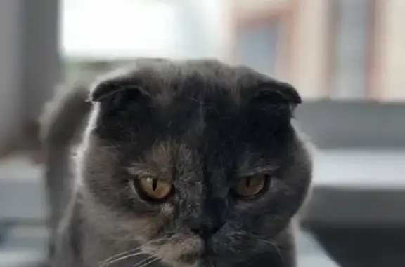 Найдена кошка в Оренбурге, порода шотландская вислоухая.