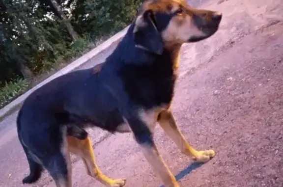 Собака найдена в Белгороде, ЮЗР (с фото)