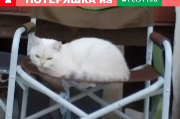 Пропала белая шотландская кошка с серым хвостом на ул. Алтуфьевское шоссе 106а, Москва.